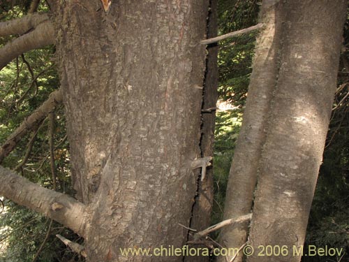Image of Nothofagus dombeyi (Coihue / Coige). Click to enlarge parts of image.
